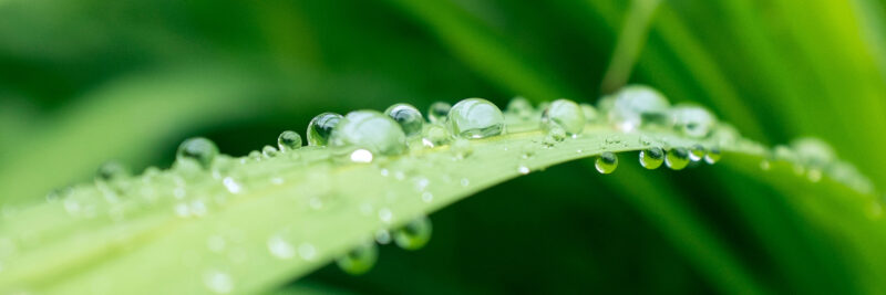 Close-up photo of a leaf with water droplets
